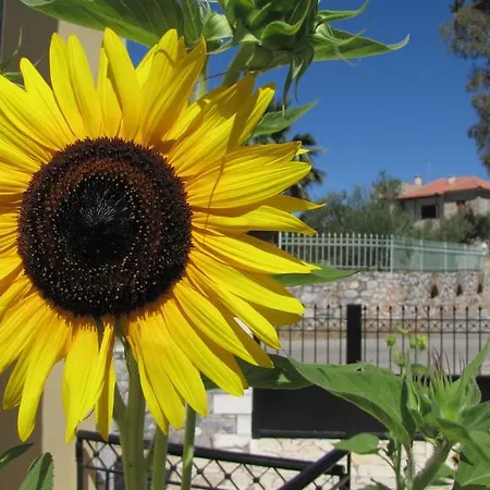 Aphrodite 3* Stoúpa