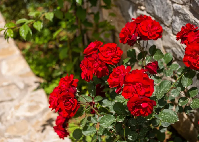 Aphrodite Apart-hotel Stoúpa